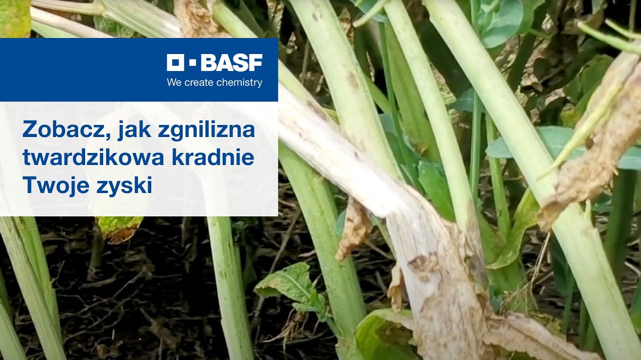 Zobacz, jak zgnilizna twardzikowa kradnie Twoje zyski
