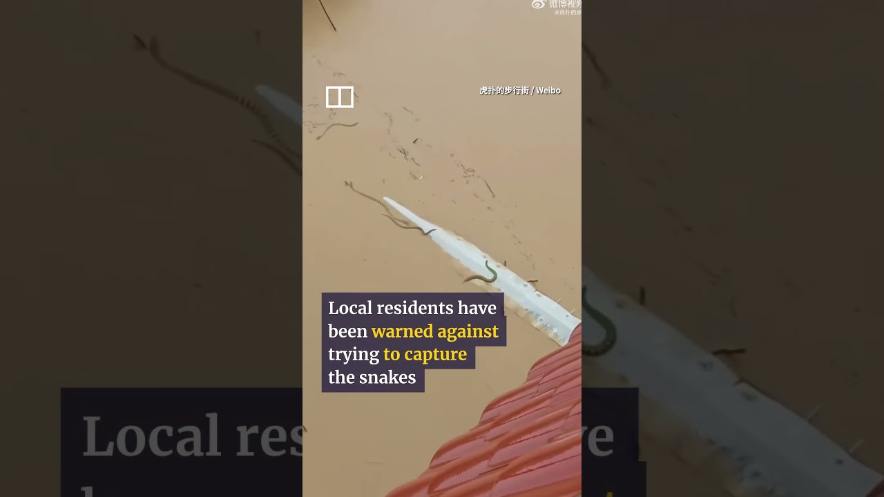Floods in China wash away 900 snakes
