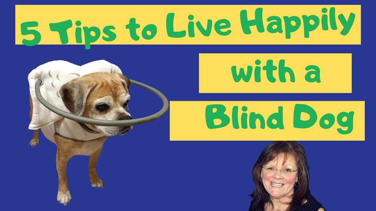 5 Tips to Live with a Blind Dog