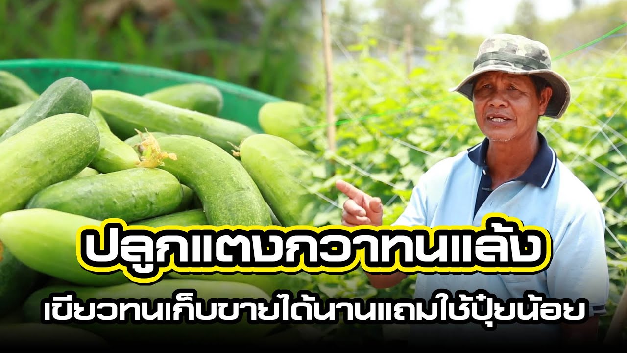 ปลูกแตงกวาหน้าแล้ง ทำแบบนี้ราคาดีไม่เปลืองต้นทุน