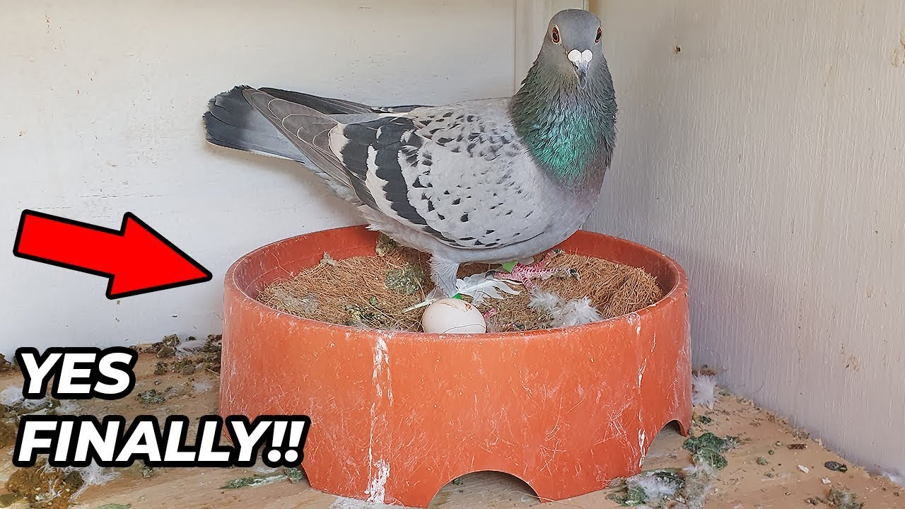 STORM The Pigeons FIRST Egg!