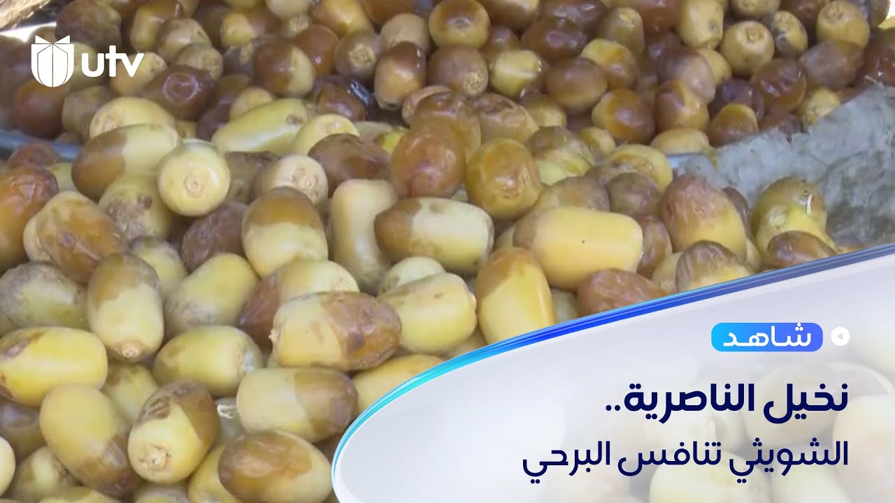 الناصرية تتفاخر بنخلة «الشويثي».. دانية القطوف وتخوض منافسة مع «البرحي»
