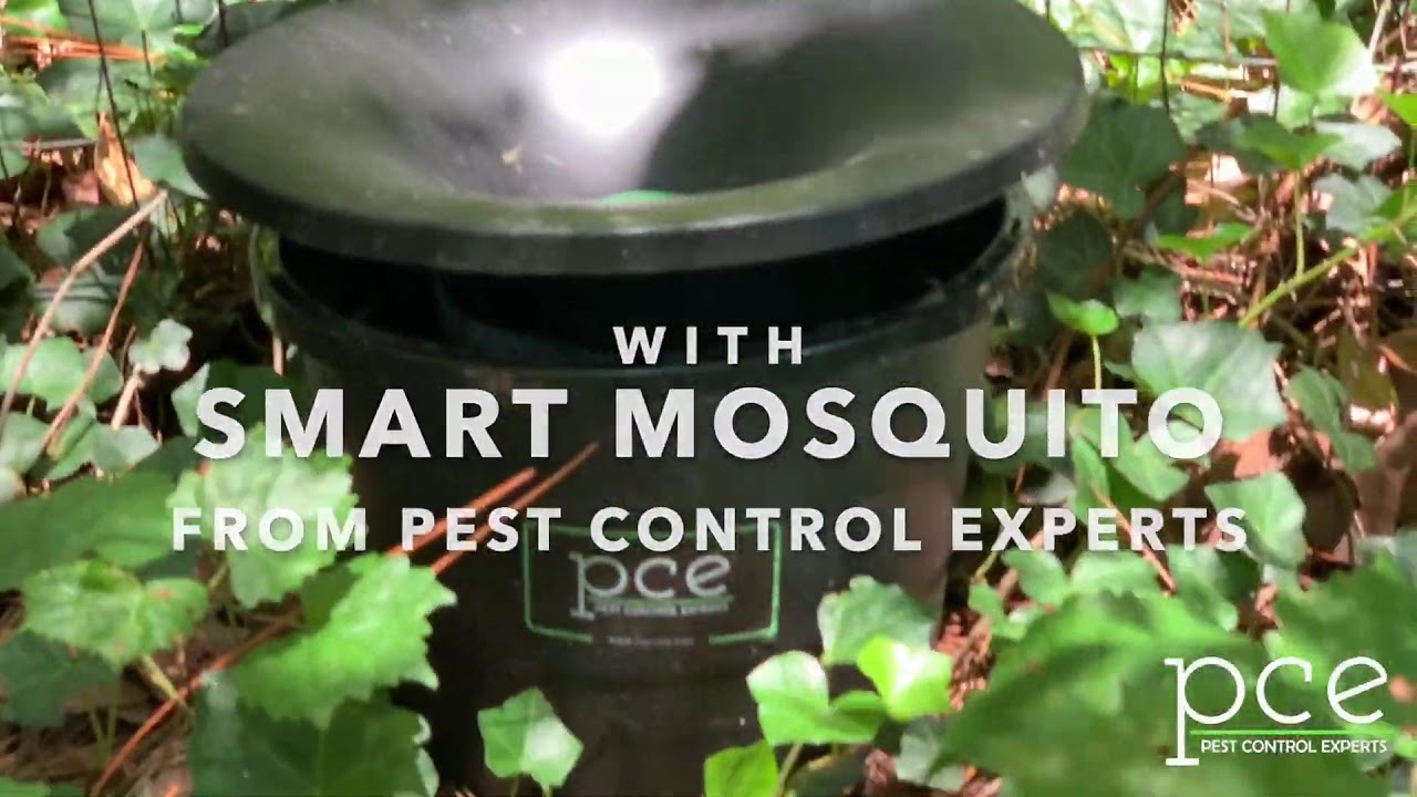 Smart Mosquito helps to save the Honeybees! - Pest Control Experts