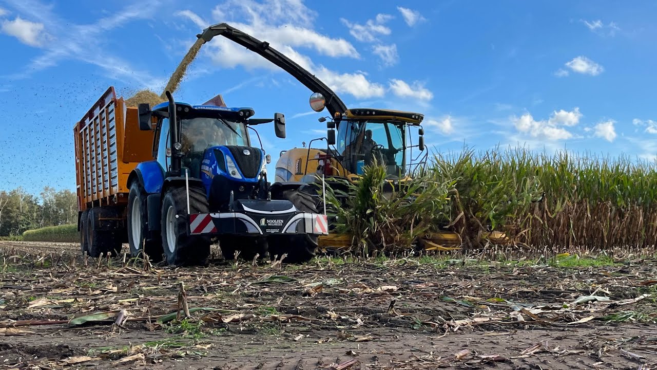 Mais silage 2023 | new Holland FR550 | Nooijen | 2023