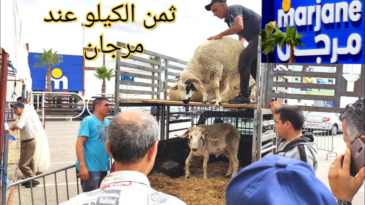 ثمن الكيلو الخروف عند أسواق مرجان كذالك نزول أول دفعة الحولي الصردي و البرݣي