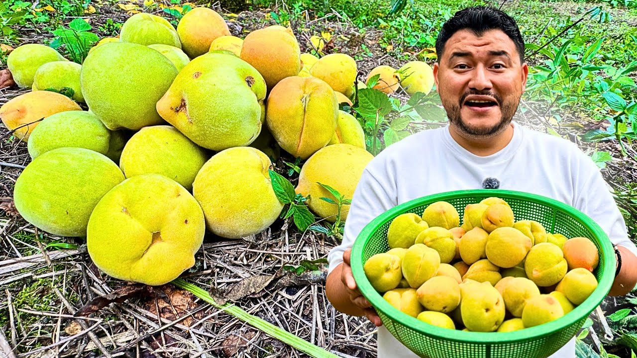TEMPORADA DE MELOCOTONES en CHALATENANGO | Tierra bendecida