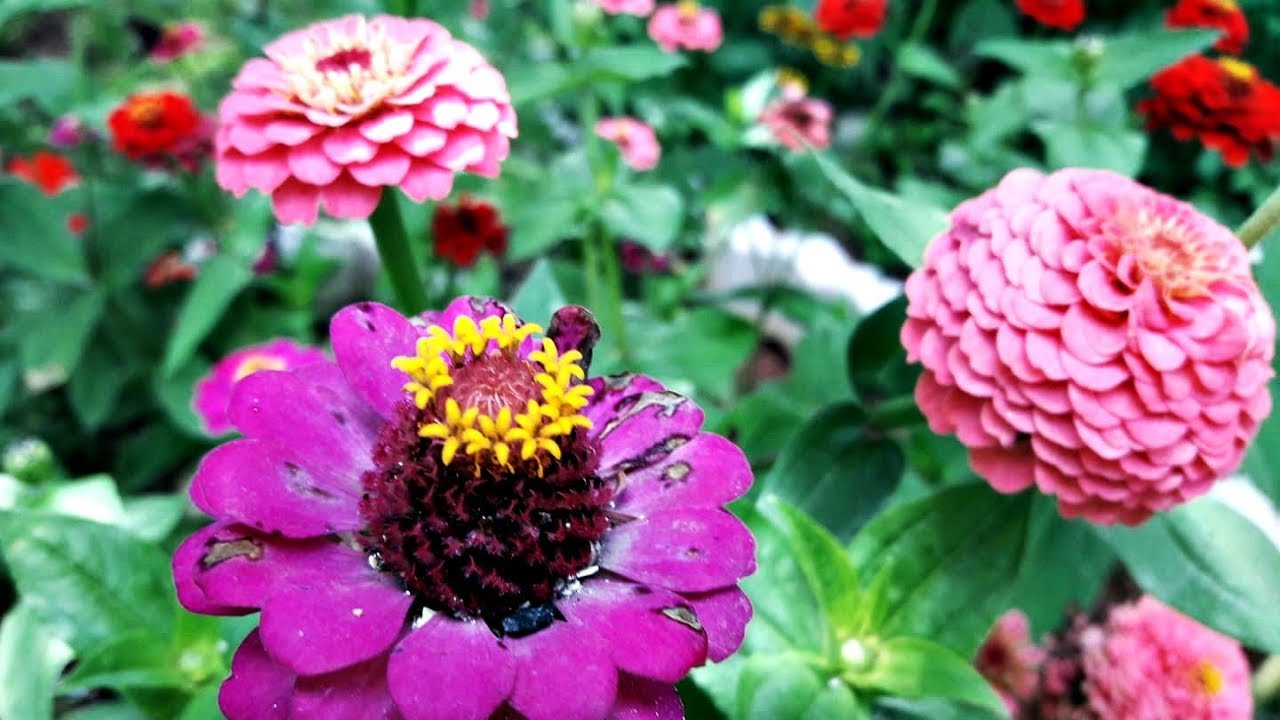 VEJA as minhas flores plantadas de semente de ENVELOPE, z&iacute;nia, gaz&acirc;nia, cosmos, D&aacute;lia e etc