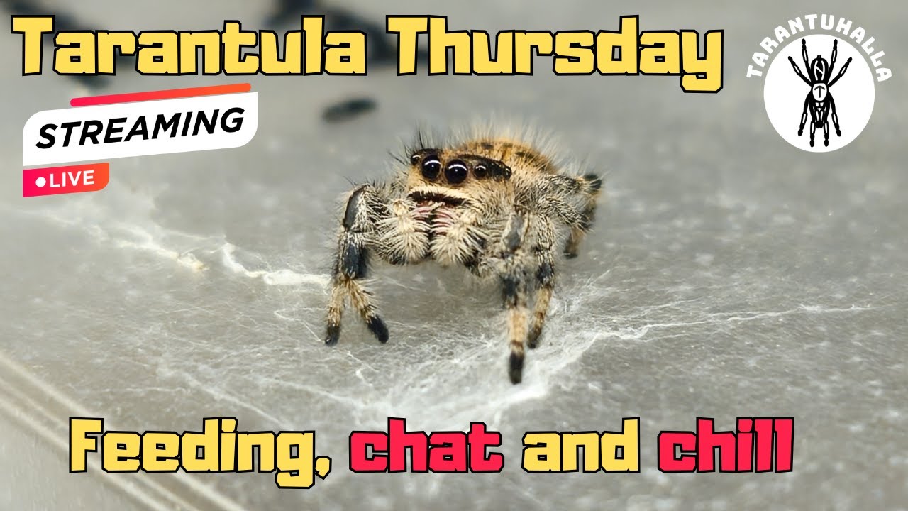 Tarantula Thursday - Feeding, chat and chill 08.01.2026  #live #tarantula #animals
