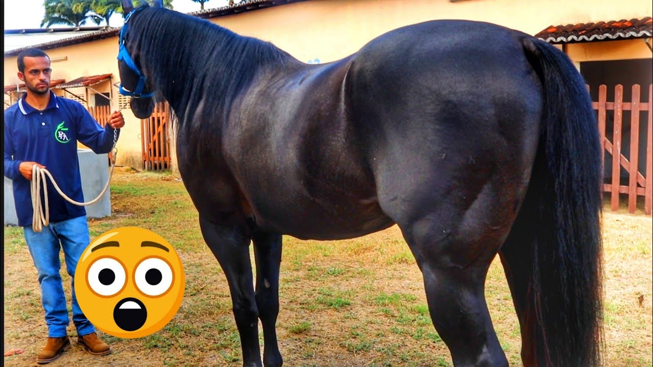 🐎💲CAVALOS DE RAÇA PRA VAQUEJADA A VENDA EM PARNAMIRIM RN!!