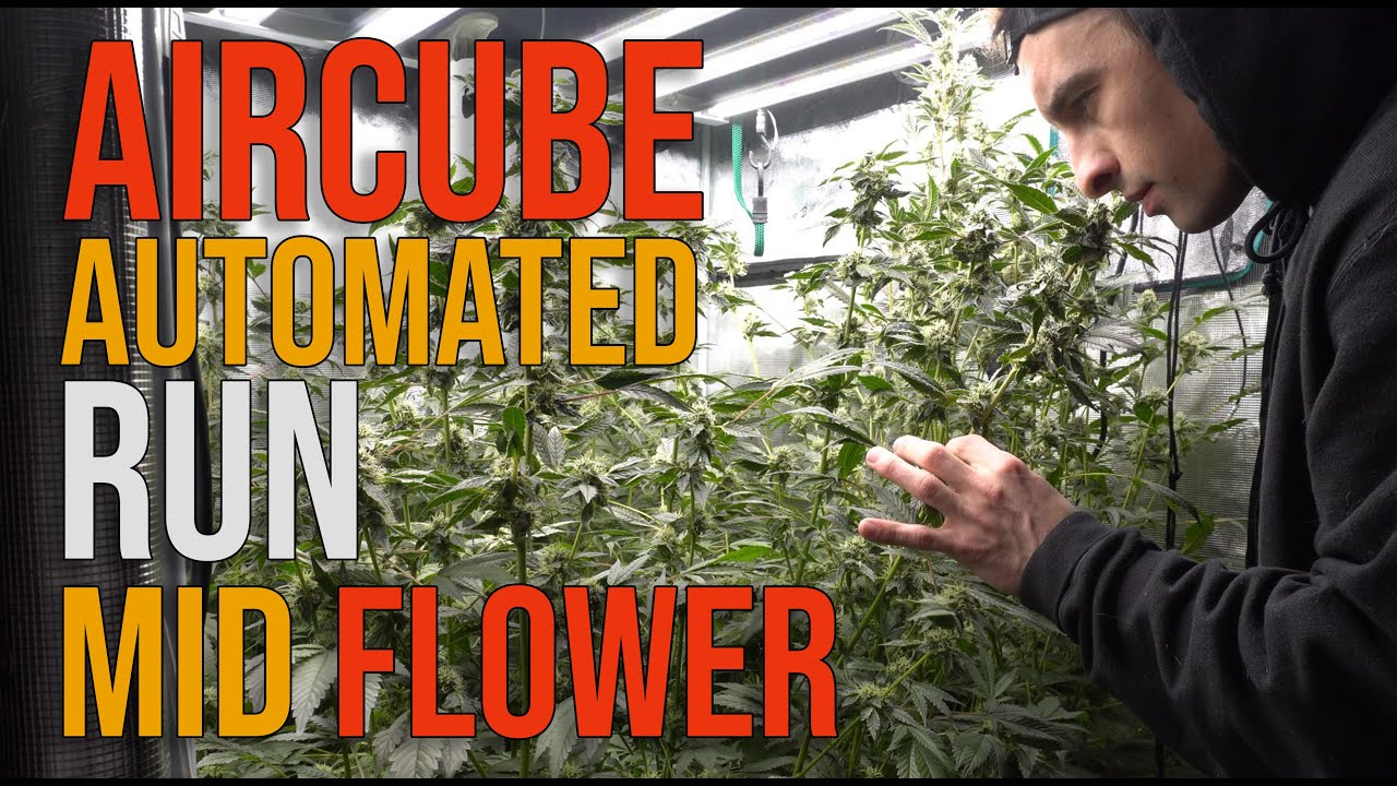 Мои растения выжили без меня 5 дней — Aircube Ebb & Flow