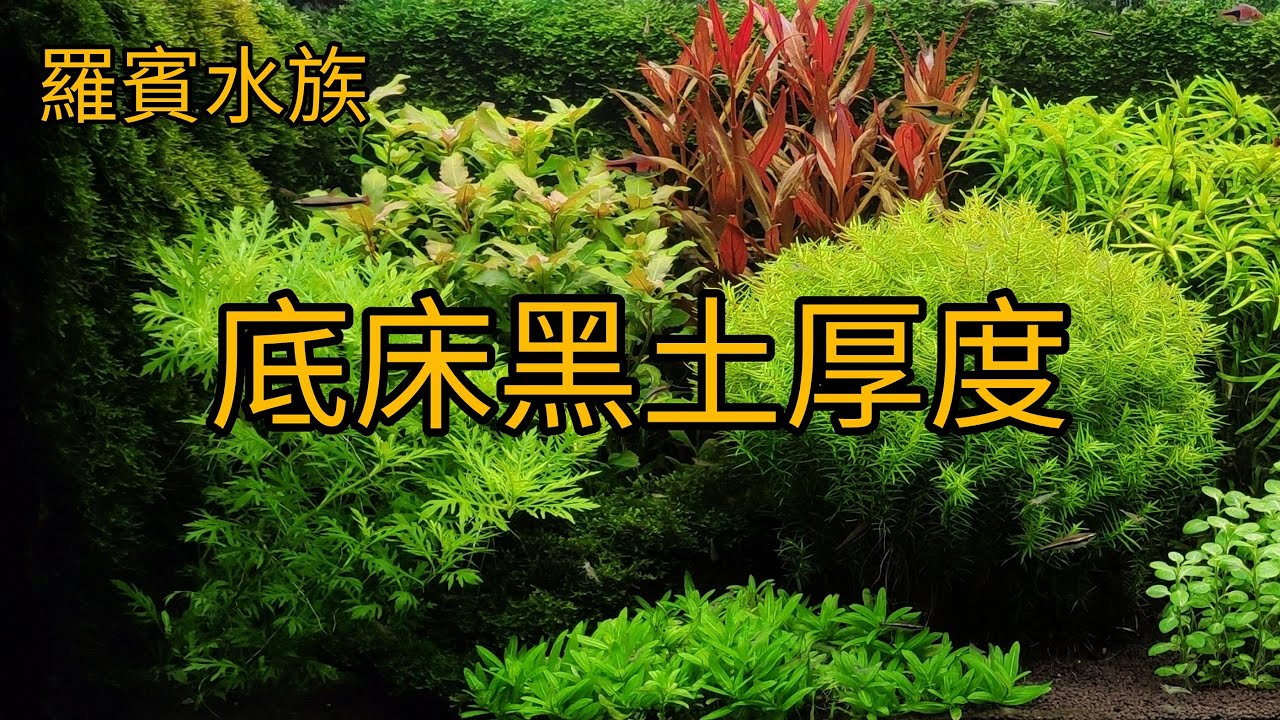 羅賓水族問答: 水草缸底床黑土要鋪多厚才夠呢？