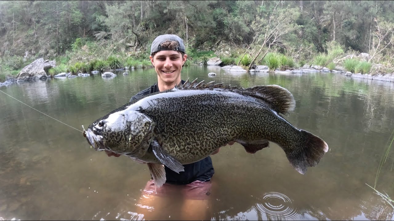 Chasing Bass, Hooking GIANTS!! Eastern Cod surprise in the Clarence.