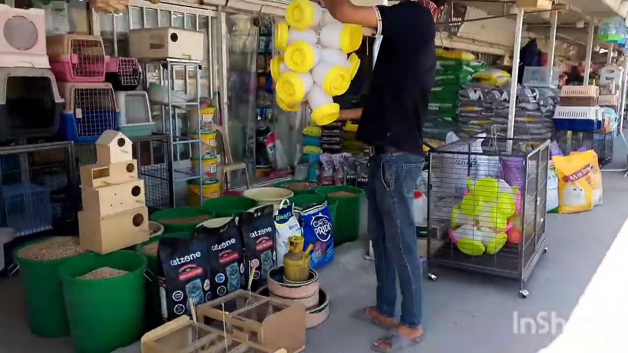 Bili tayo kalapati..napakamura na magagandang lahi pa..