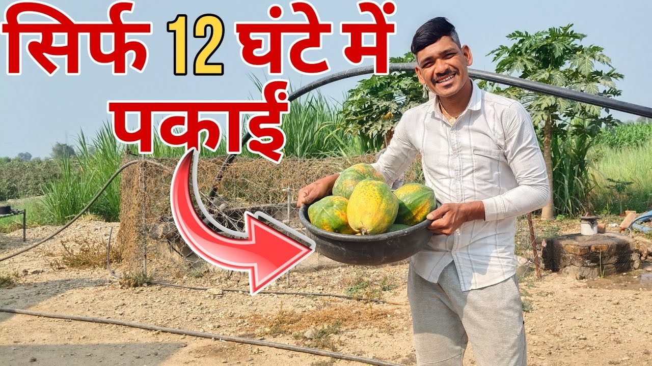 Papita Ko Kese Pakaaye 😍