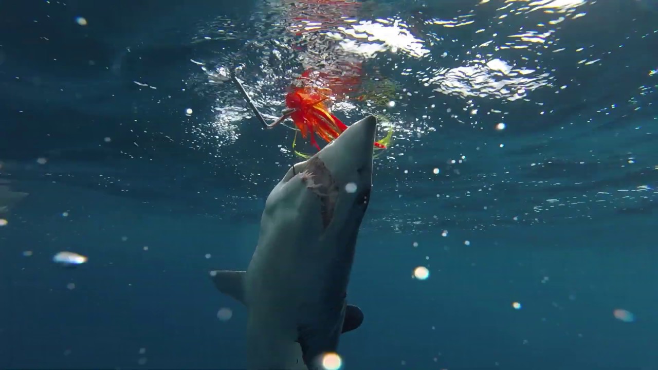 ORVIS - Fighting big fish from a boat with a fly rod