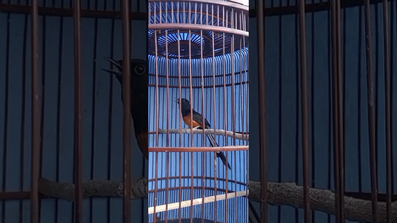 murai Non Gembung #avianadventures #kicaumania #birdingparadise #aviarylife #kicaumanianusantara