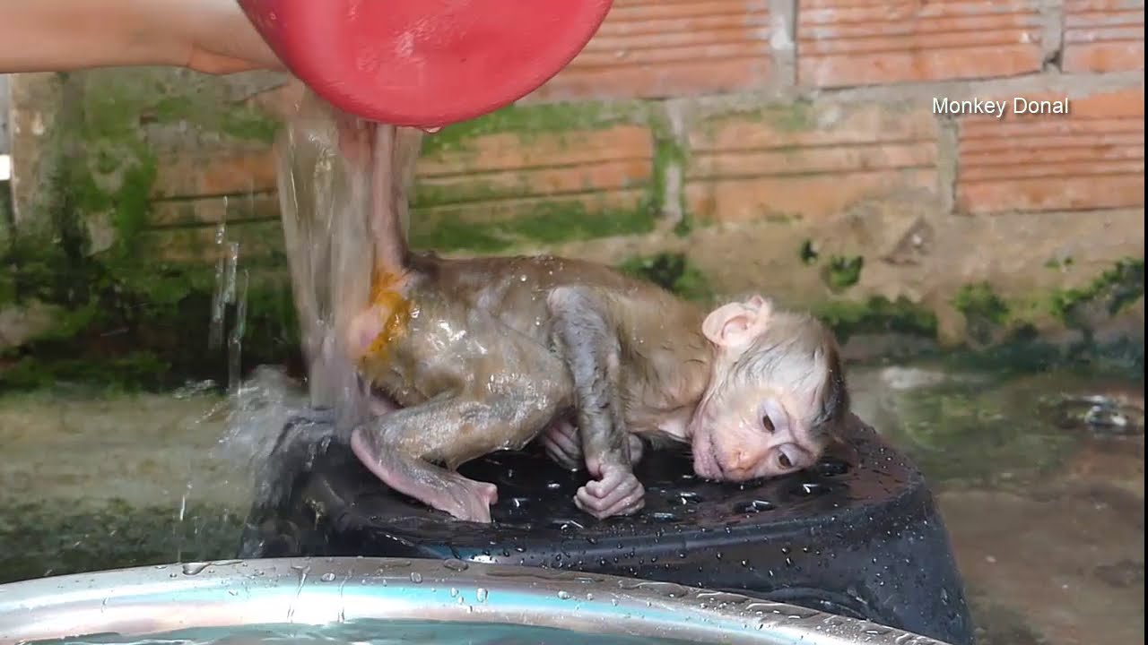 Oh No!! Monkey Baby Donal Cry Not Want Clean For Him