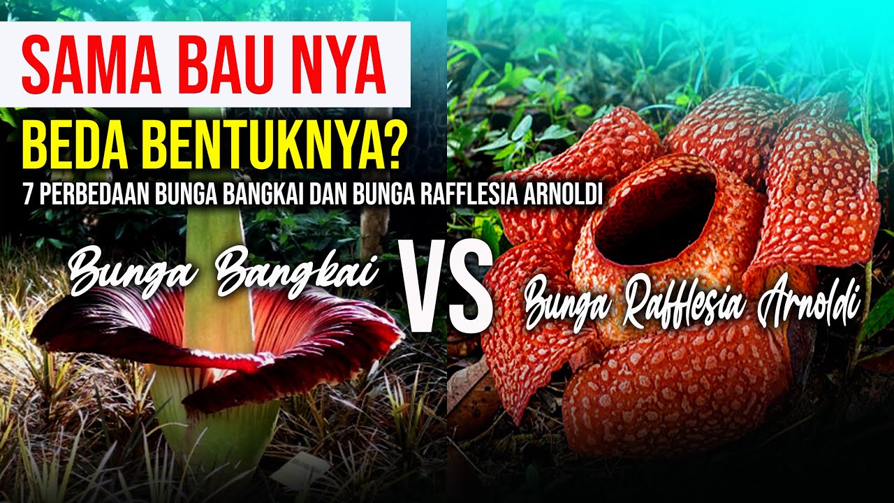 7 Perbedaan Bunga Bangkai dan Rafflesia Arnoldi || Keindahan Indonesia