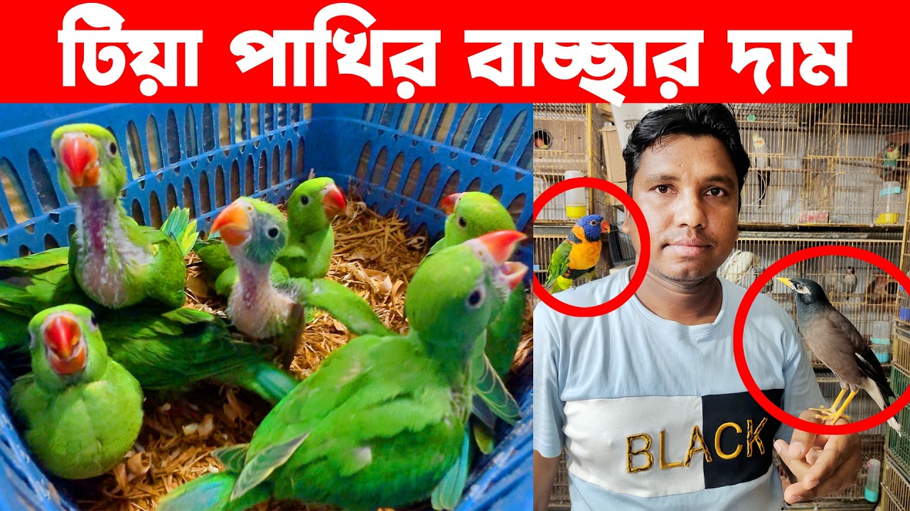 টিয়া পাখির বাচ্ছার দাম | Tia Pakhir Dam | moyna pakhi | Talking bird | Baby Parrot