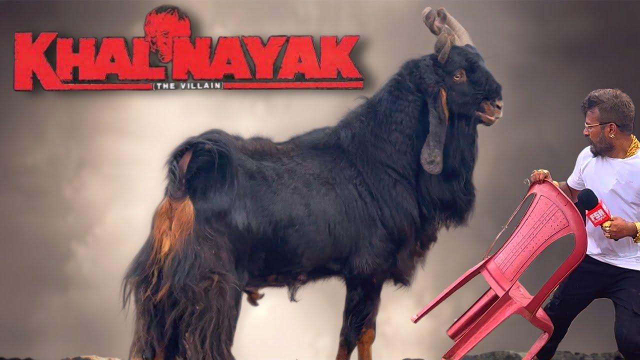 Khalnayak Bana Villain, Kiya FSA & MD Goat Farm Par Hamla