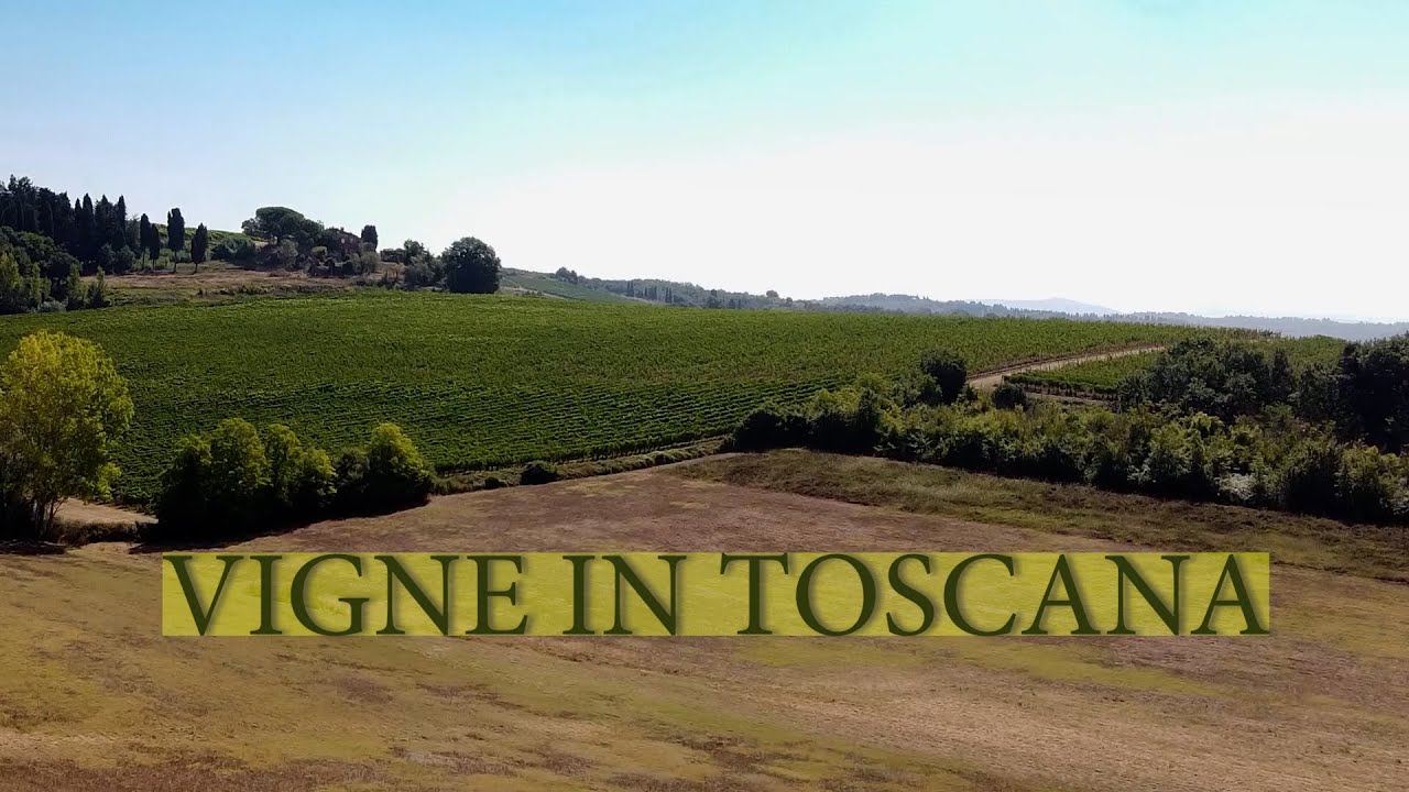 Vigne in toscana