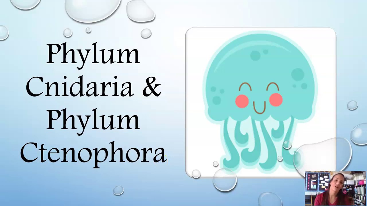 Cnidarian & Ctenophora (updated)