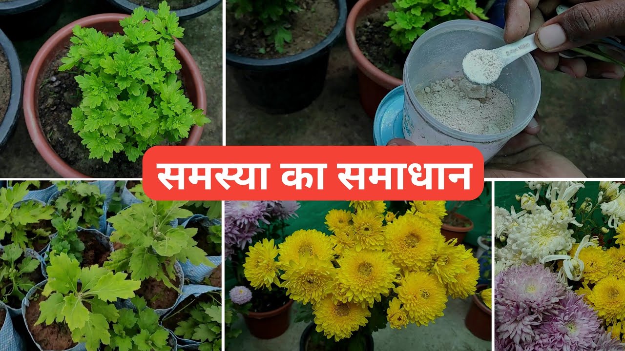 chrysanthemum flower yellow problem solved