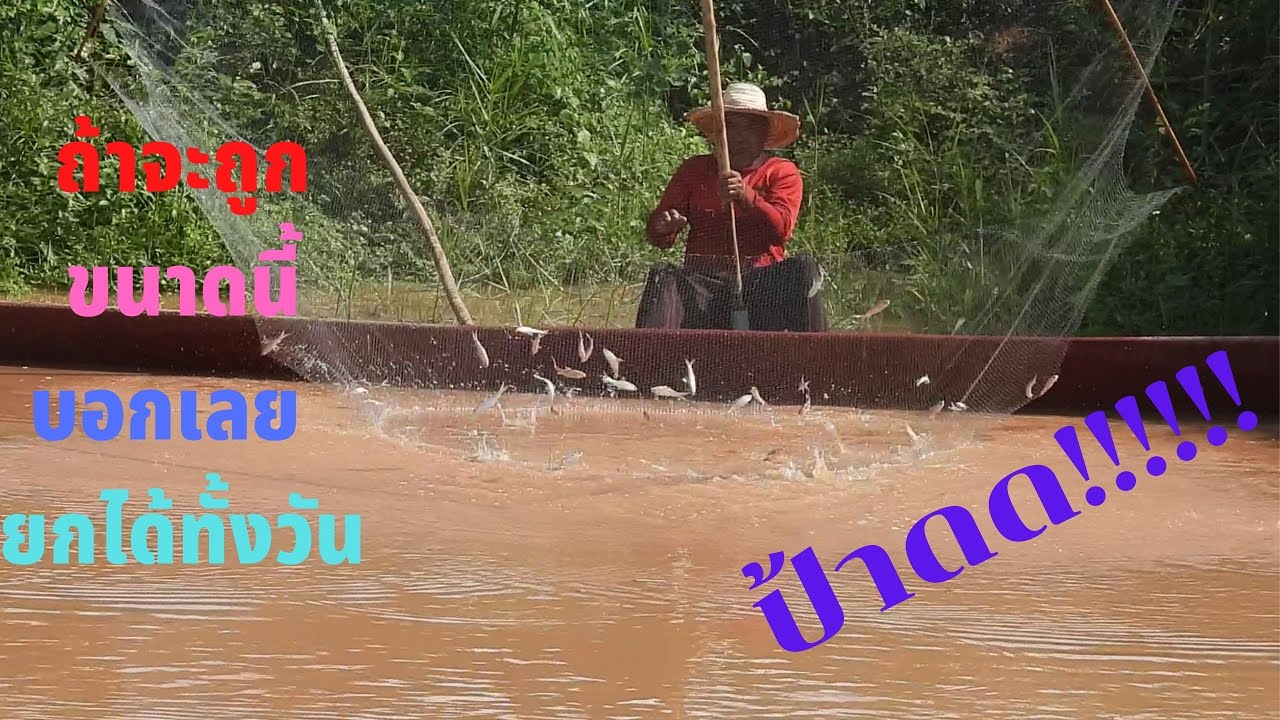 ยกยอ ยกสะดุ้ง น้ำหลากที่ลำน้ำพอง ที่สุดของความหมาน ปานขั่วข้าวตอกแตก