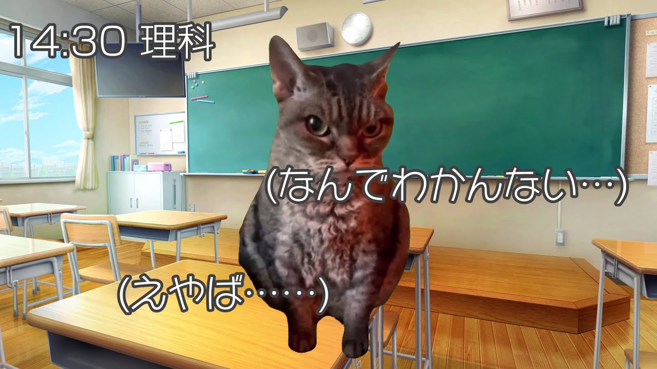 【猫ミーム】受験落ちた人の受験当日猫ミーム