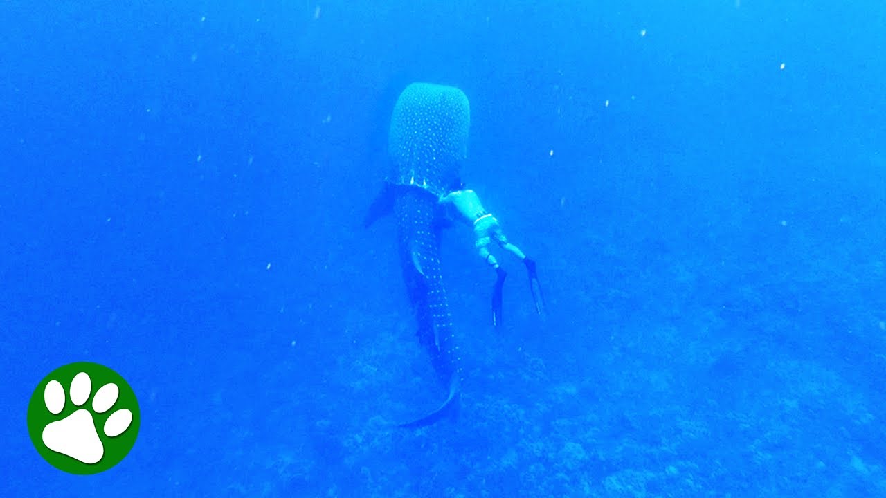 Brave man dives deep without tank to save whale shark