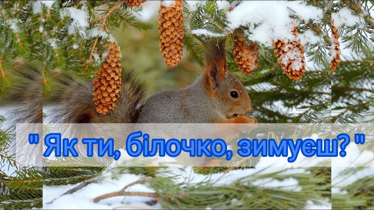 Як ти, білочко, зимуєш?