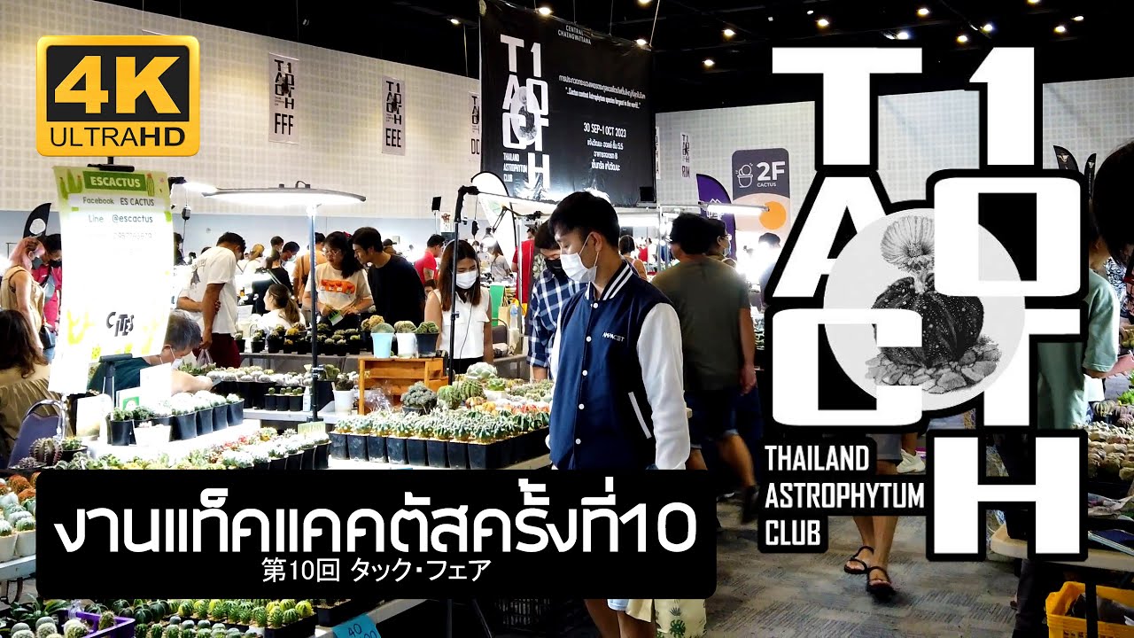 งานแท็คแอสโตรไฟตัม ครั้งที่ 10 THAILAND ASTROPHYTUM CLUB 10th TAC 2023 แคคตัส タック Bangkok Thailand