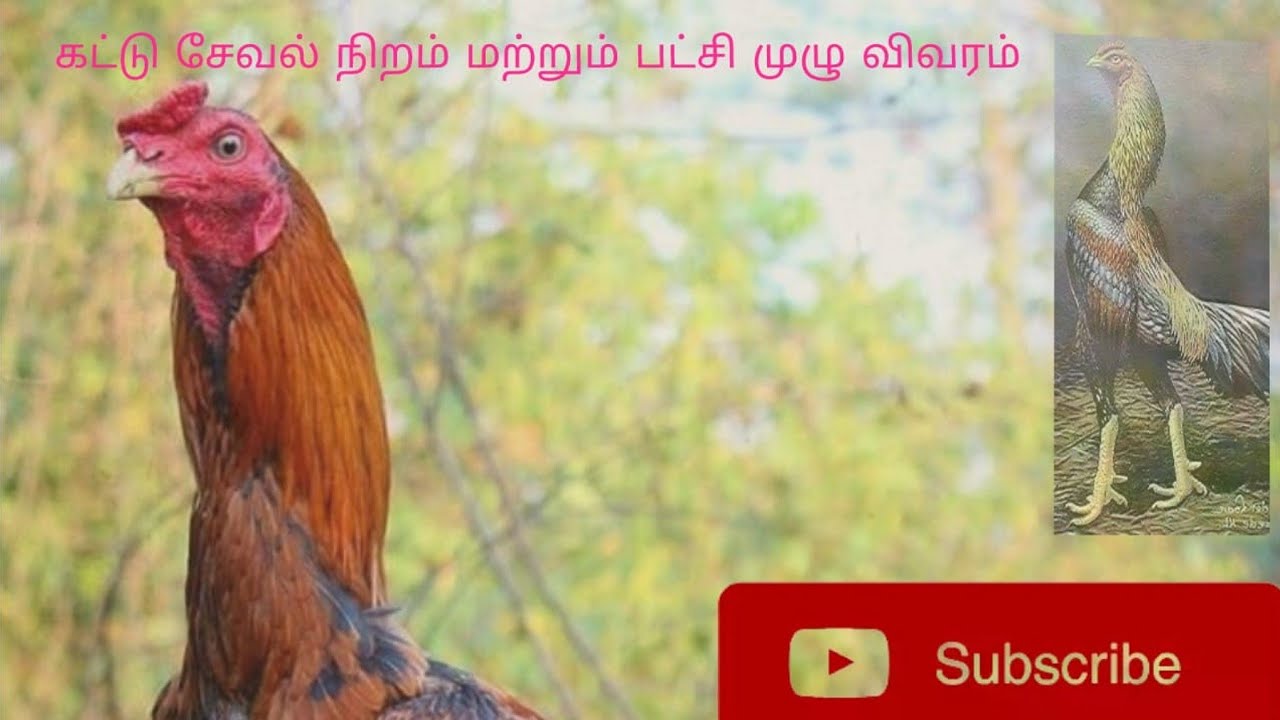 Seval Niram patchi part 2