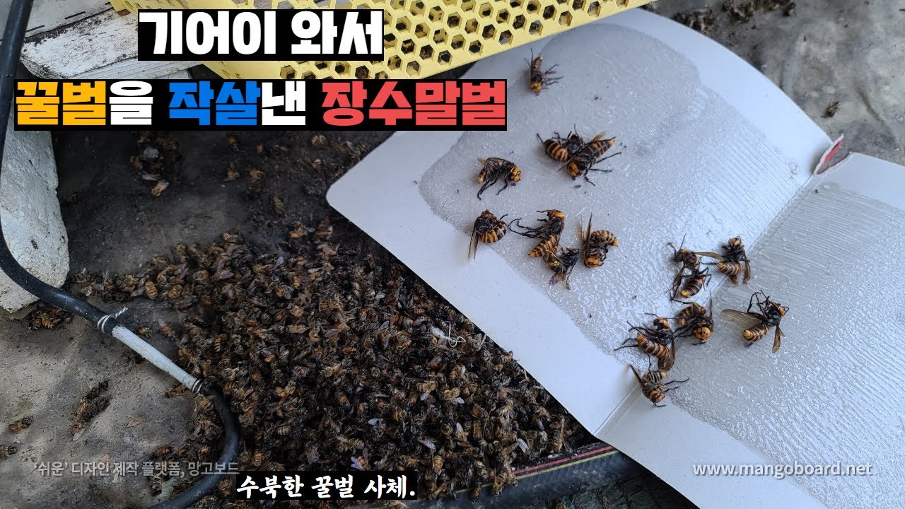 결국 양봉장에 침투한 장수말벌, 오는 족족 조지워싱턴 해봅시다. a groundbreaking method of eradicating Asian murder hornets(eng)