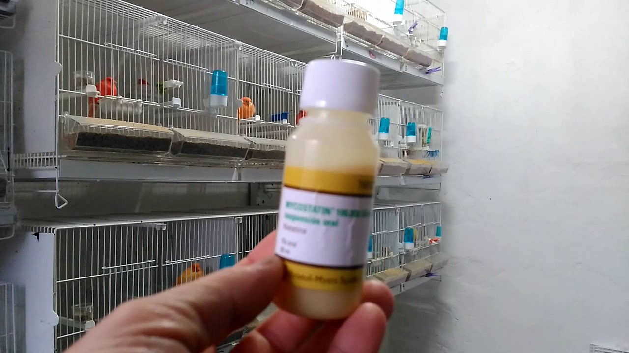 Como curar la candida o candiosis en los canarios con mycostatin