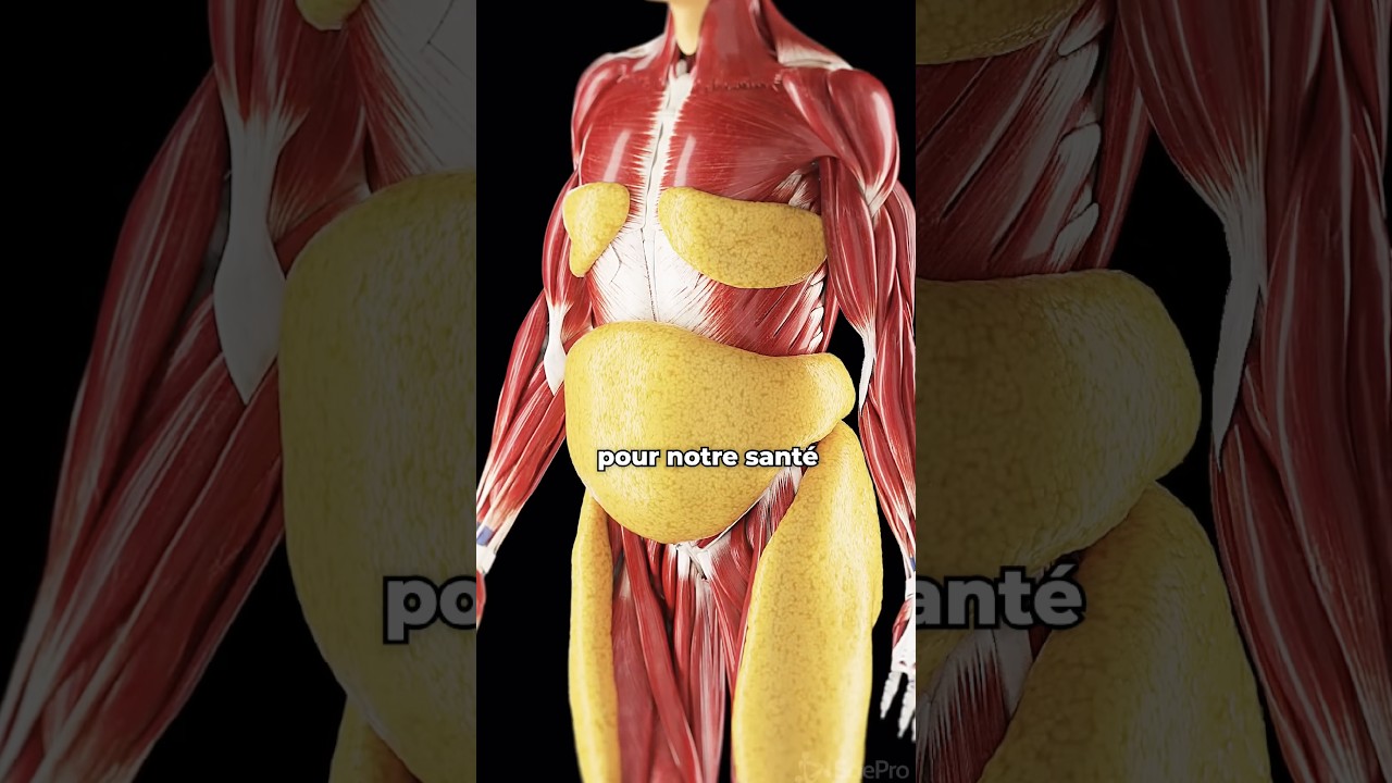 Comment cibler la graisse visc&eacute;rale de mani&egrave;re localis&eacute;e? #graisseviscerale #pertedepoids