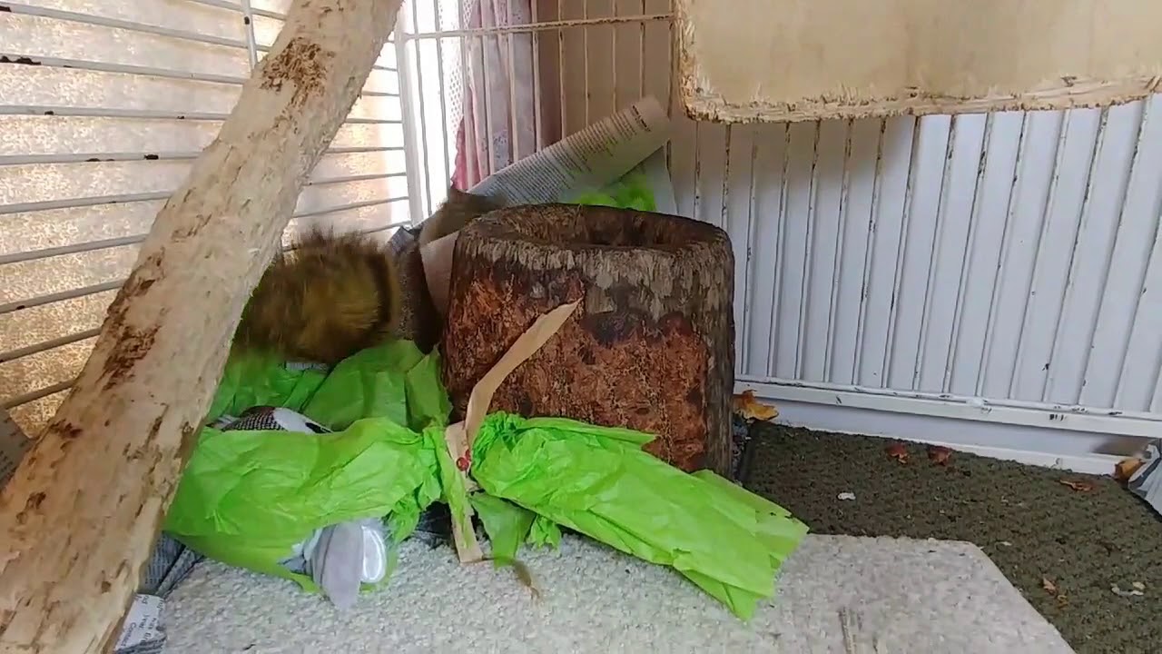 Sully the Squirrel Gets a Gift - Nature's Nursery