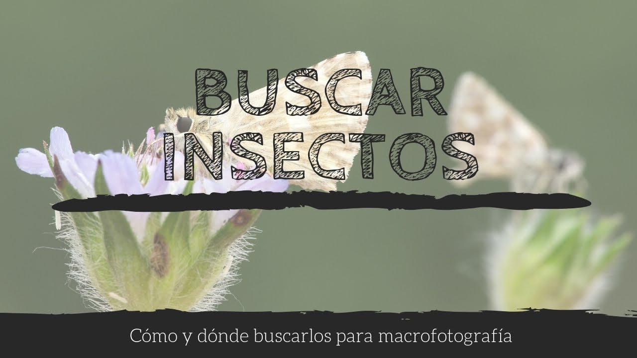 Como buscar insectos para macrofotografía