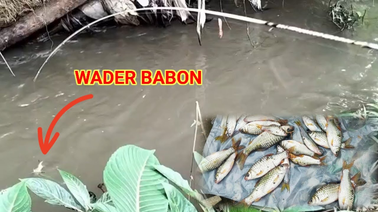 MANCING WADER BABON DI SELOKAN KECIL STREK SAMPE CAPE 