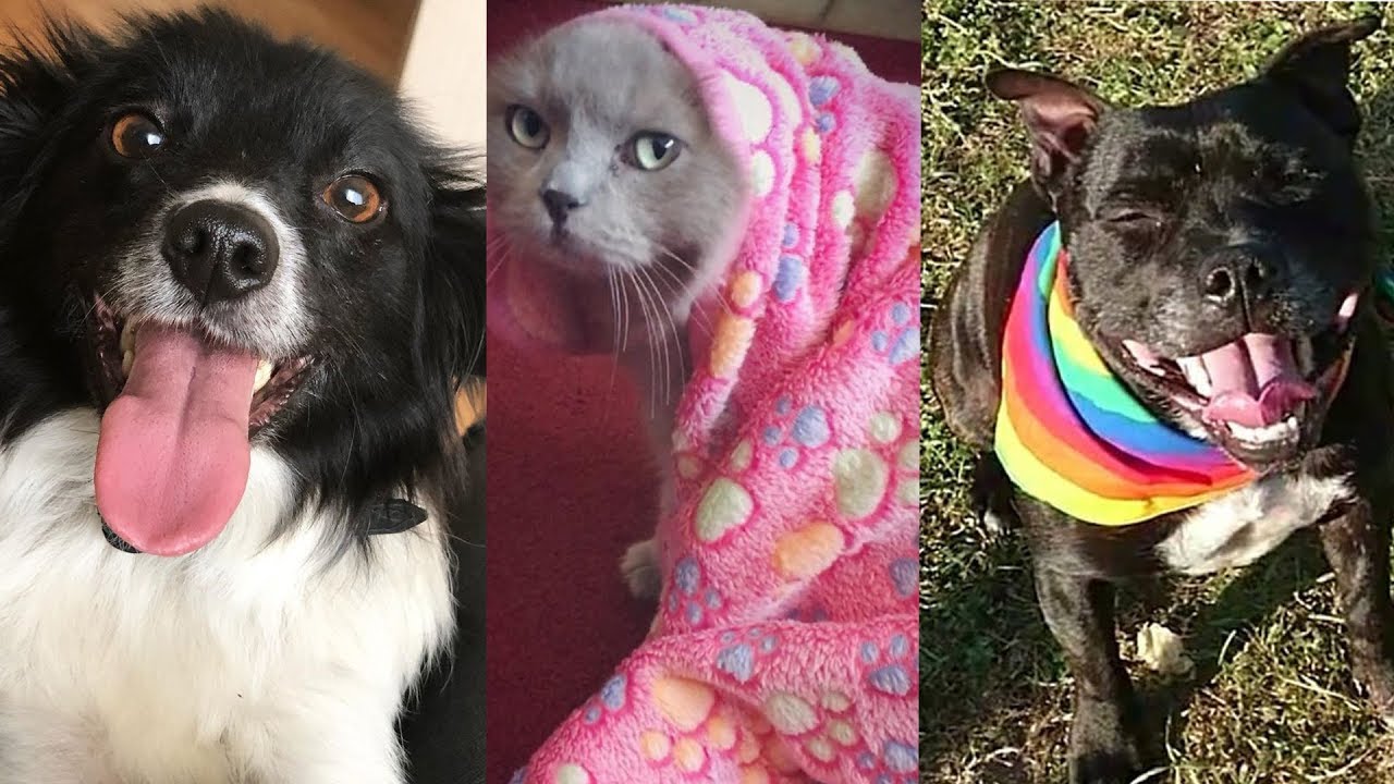 Funniest Dogs 🐶 and Cats 🐱 Awesome Funny Pet Animals' Life Videos 2019 #5