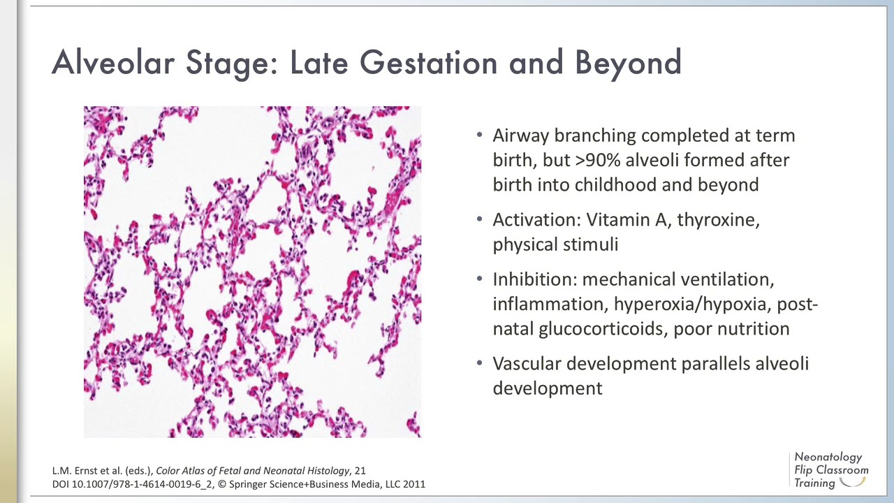 Pulmonary Embryology