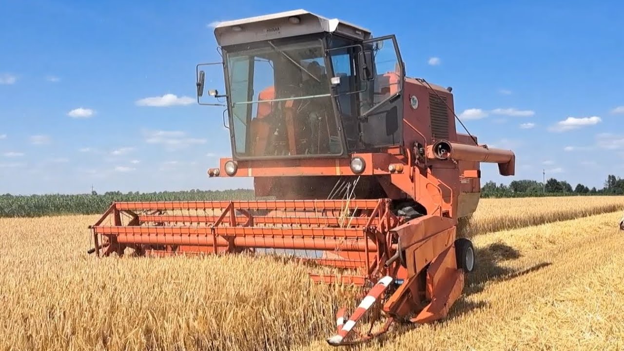 Żniwa 2024. Jęczmień ozimy najlepsza działka. Bizon Super Z056, Valtra A83, MetalFach, Autosan