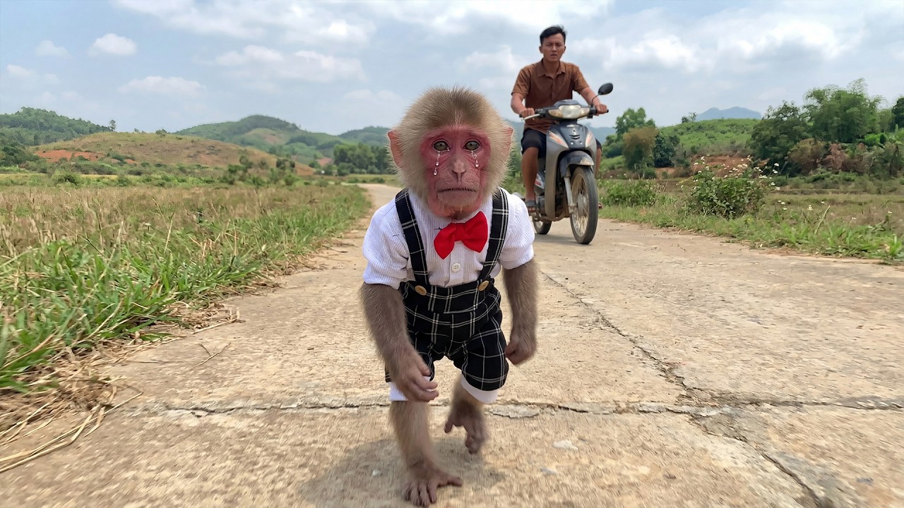OMG! Monkey Moon Goes Alone to the City to Find Dad
