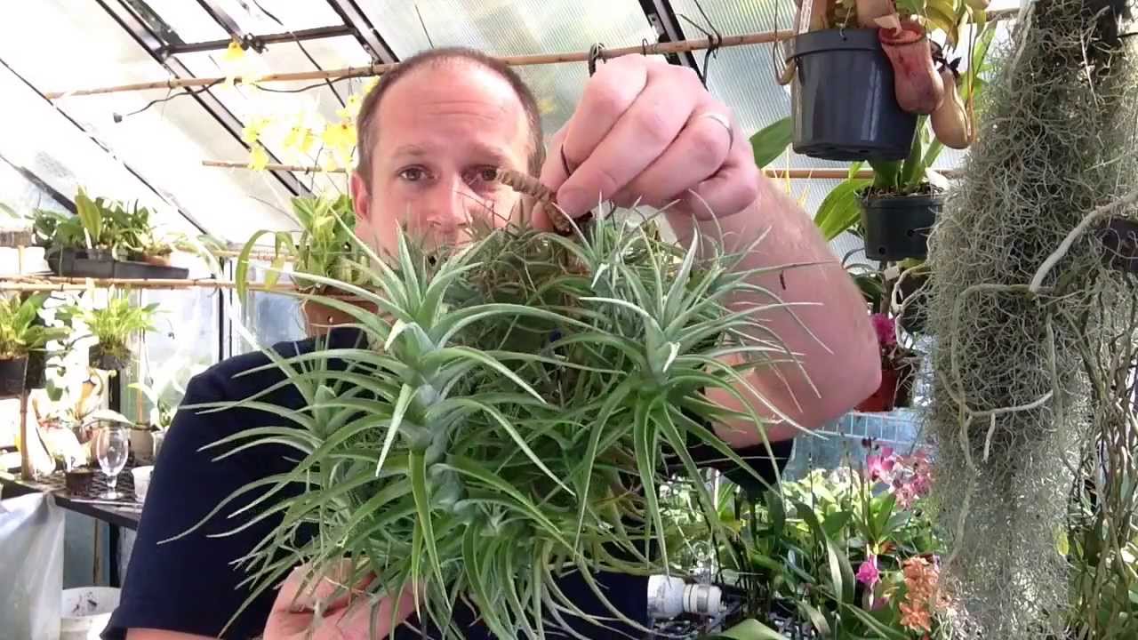 Easy To Grow Air Plants / My Air Plant Tillandsia Collection care tips and tricks for happy Plants
