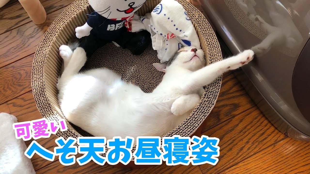 夏の暑い日にお腹を晒してお昼寝する子猫
