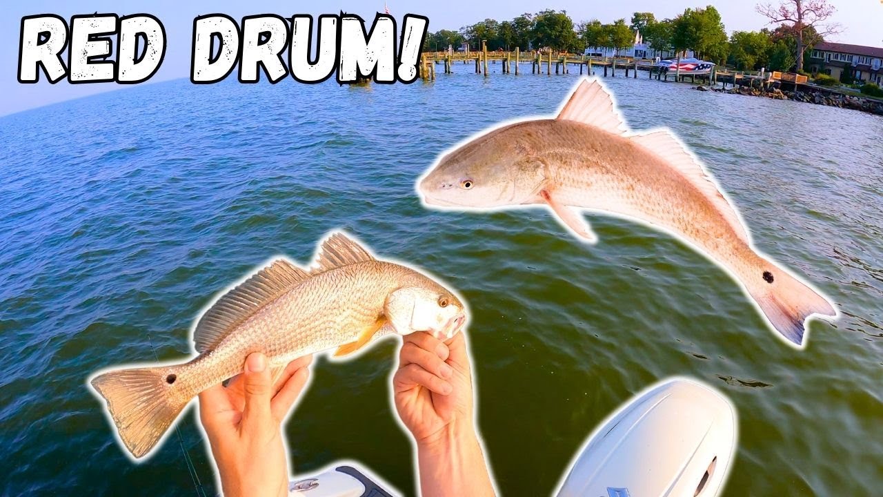 FISHING for Middle Chesapeake Bay RED DRUM! These Fish Are EVERYWHERE!