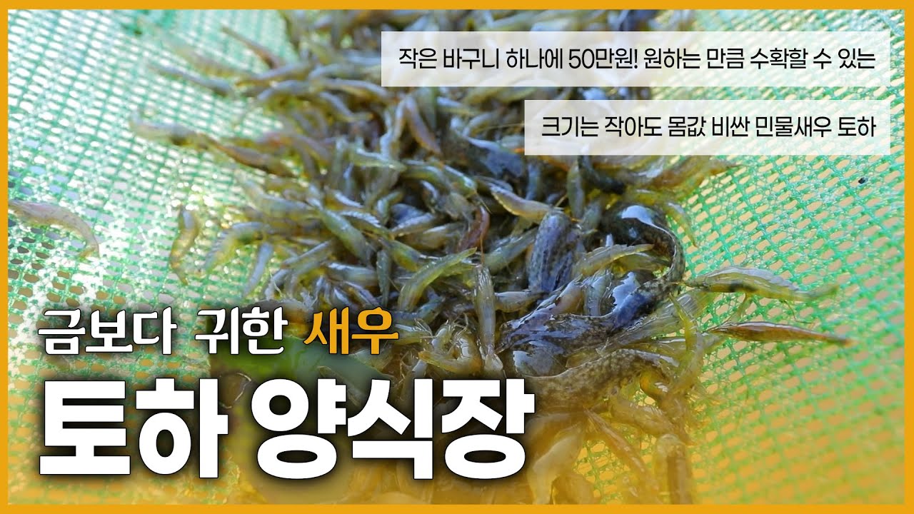 작은 몸집에 비싼 몸값을 자랑하는 민물새우 토하 양식장이 온다! 특별한 시설도 필요 없는데 수익이 이렇게나?! 비밀 공개합니다!