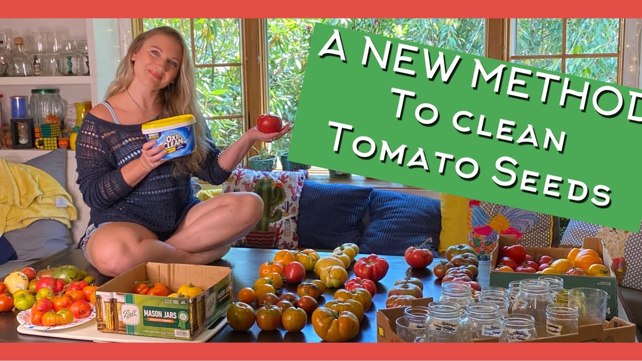 OXICLEANING Tomato Seeds