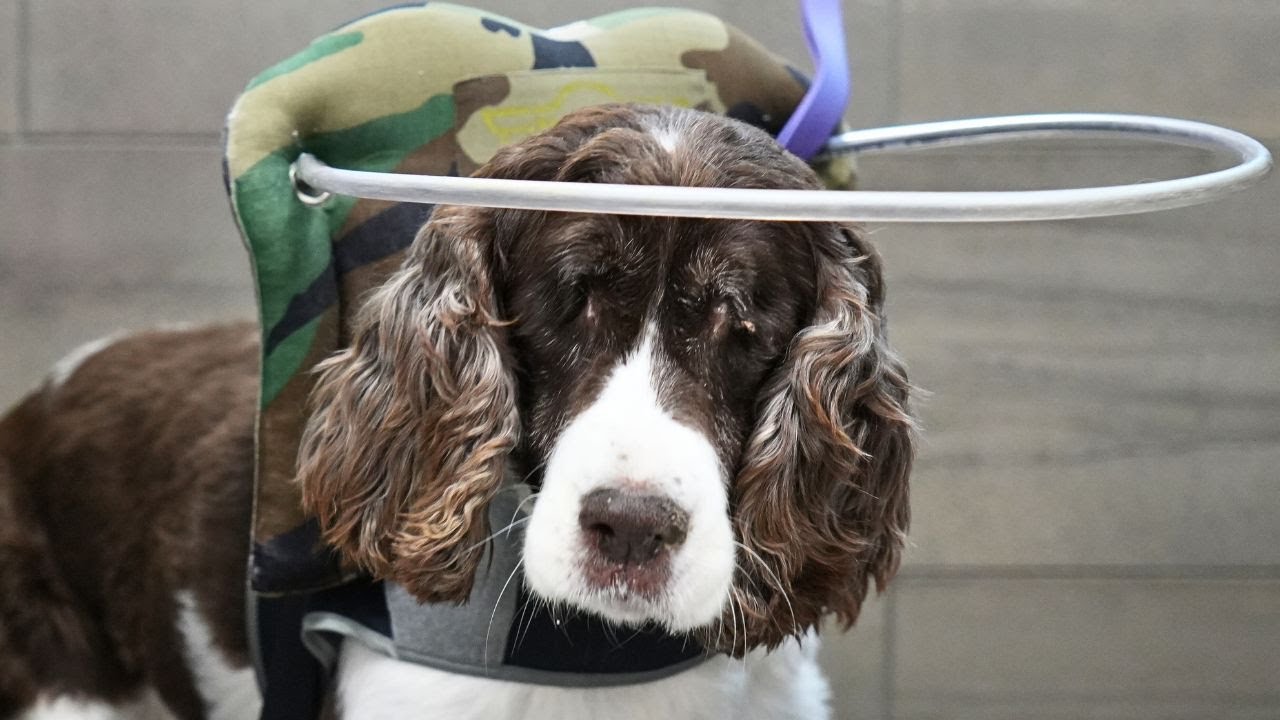 This Blind Pup's Halo Is More Than Practical...Because She's Actually An Angel 🥹
