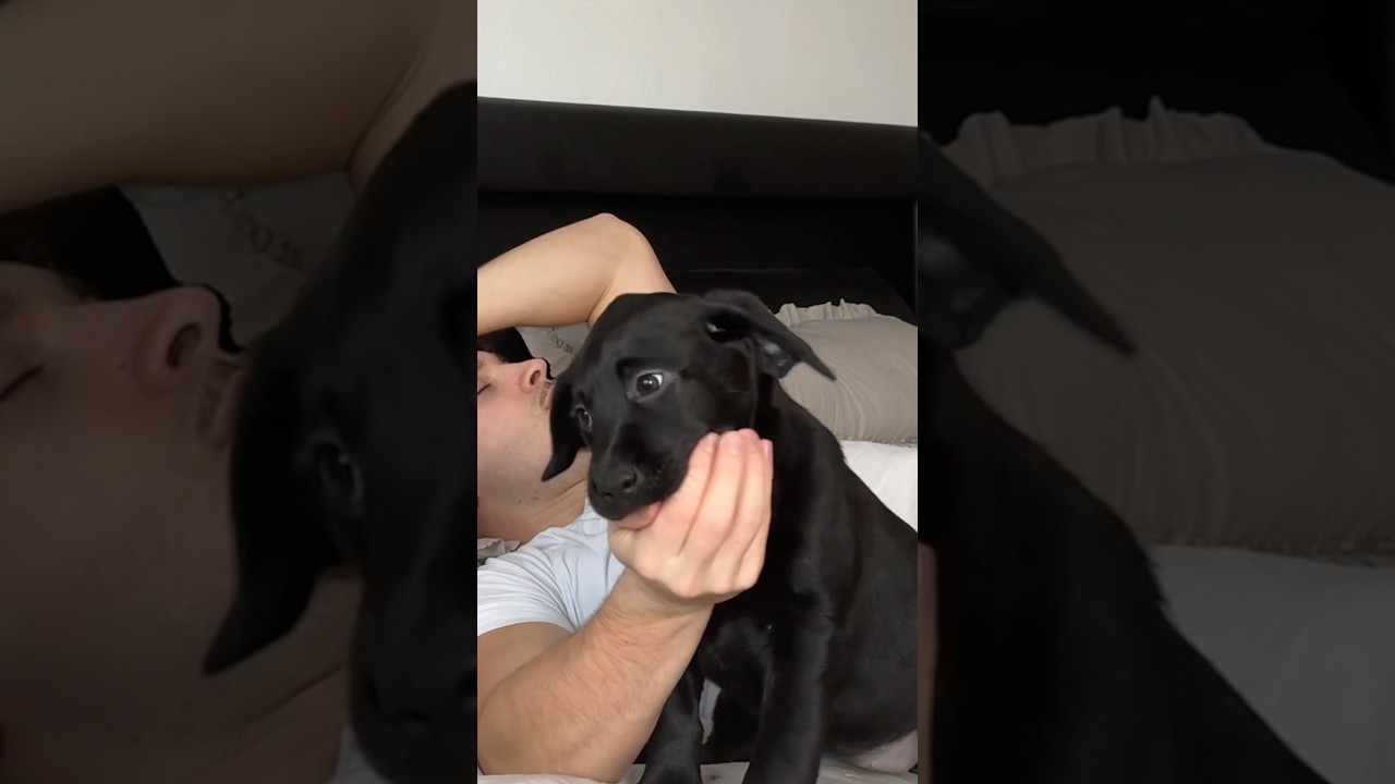wie meine eigenen Kinder #puppy #labrador #welpen #goldenretriever #labradorretriever #shorts